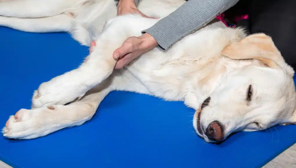 aacc-rehabilitation2 Dog in hydrotherapy