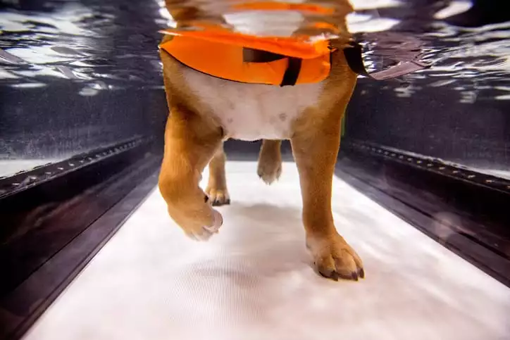 hydrotherapy1 Dog in hydrotherapy